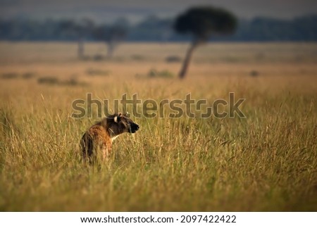 A hyena in an open field in Masai Mara, Kenya