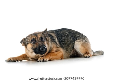 gray german shepherd in front of white background Royalty-Free Stock Photo #2097439990