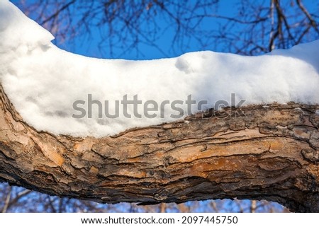 The thick branch of the tree is covered with snow on a sunny day. Winter landscape. Close-up Royalty-Free Stock Photo #2097445750