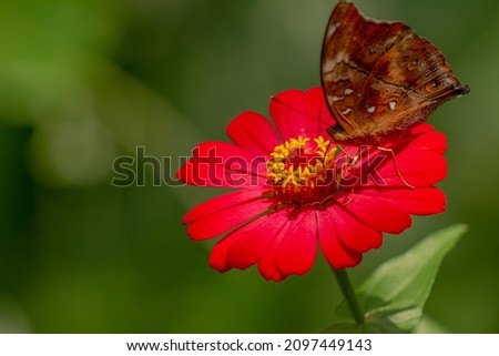 A brown butterfly looking for honey and perched on a red zinnia flower on a blurred green foliage background, nature concept