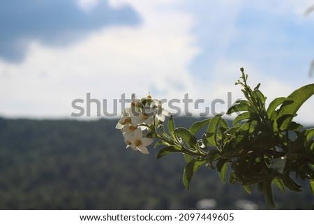 exploration, lifestyles, child, woods blue sky border, beauty beautiful, plant, park, summer, nature, food, background, white, table Royalty-Free Stock Photo #2097449605