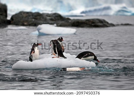 The cute penguins in the snowy Antarctica Continent