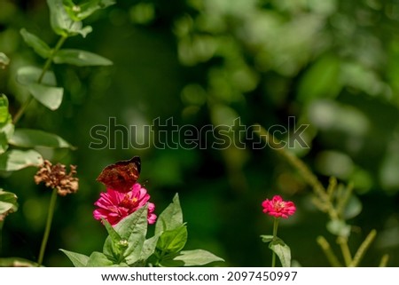 A brown butterfly looking for honey and perched on a pink zinnia flower on a blurry green leaf background, nature concept