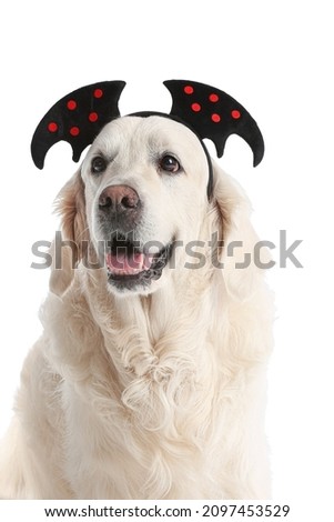 Cute labrador dog with Halloween decor on white background