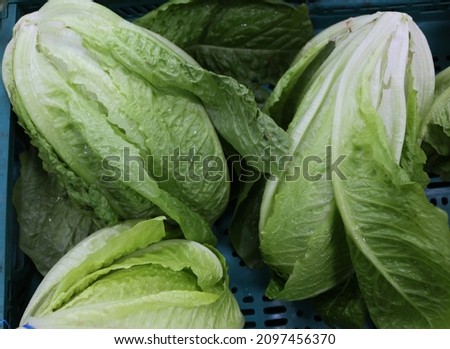 Fresh, vivacious, and delicious crates of organic, natural, light green lettuce vegetables prepared for sale in the grocery store, market