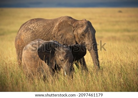 The elephants in an open field in Masai Mara, Kenya