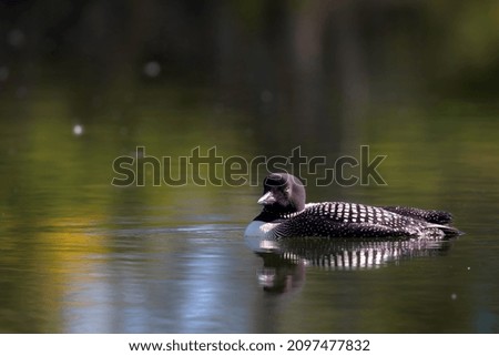 A closeup shot of a duck swimming in a pond