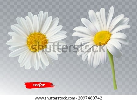 Two chamomile flowers on transparent background. Realistic illustration of daisy flowers. Royalty-Free Stock Photo #2097480742