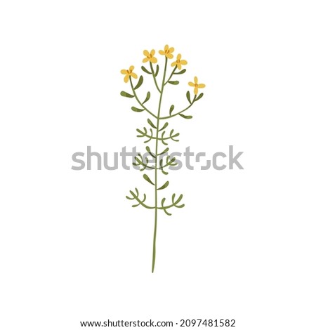 St johns wort flower. Botanical drawing of goatweed. Floral meadow plant. Hypericum, vulnerary herb on stem with leaves. Flat vector illustration of tutsan inflorescence isolated on white background Royalty-Free Stock Photo #2097481582