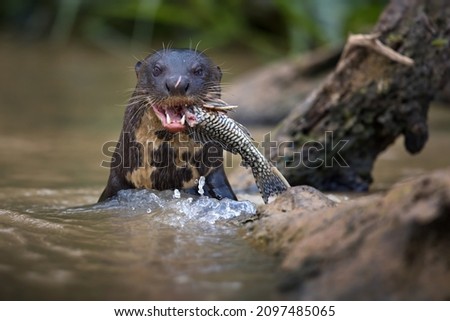 A close-up shot of Giant otter eating his fish meal while looking into camera in one of southern American rivers