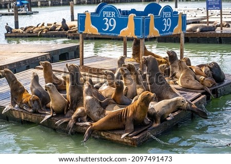 Sea lions at Pier 39 in San Francisco.  Royalty-Free Stock Photo #2097491473