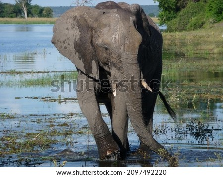 playing elephant cools off in the hottest hours of the day
