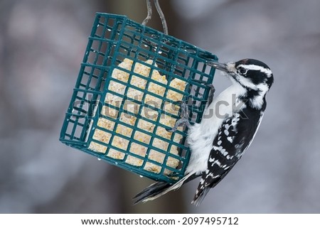 A female Hairy Woodpecker is clinging to a suet feeder. Taylor Creek Park, Toronto, Ontario, Canada.