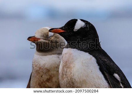 Close up portrait of ying and yang white penguin and black and white penguin contrasting pair with eyes closed (selective focus on black and white penguin)