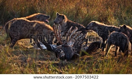 A group of hyenas preying on a hyena carcass in Masai Mara, Kenya