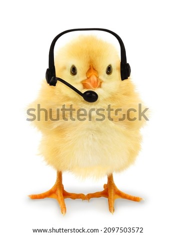 Cute chick is wearing phones with microphone on head funny conceptual photo. Tech chicken concept with new technology. Modern life joke photo   Royalty-Free Stock Photo #2097503572