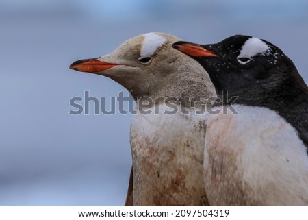 Rare ying yang black and white penguins in profile (selective focus on white penguin with leucism)