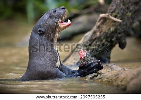 A close-up shot of a Giant otter enjoying its meal on a drawn tree in on of south American rivers