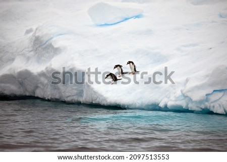 The cute penguins in the snowy Antarctica Continent