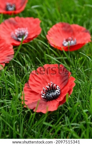 Poppy flowers on green grass. Remembrance Day