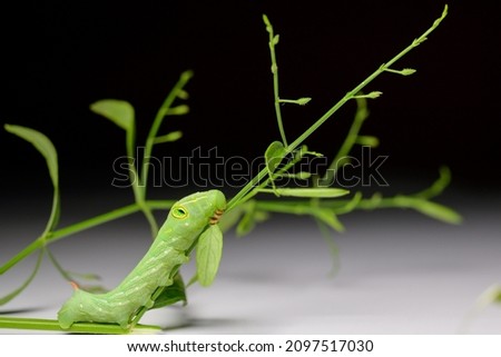 close-up photo of worm green caterpillar on a black and white background. Close-up of green tea moth or caterpillar Royalty-Free Stock Photo #2097517030