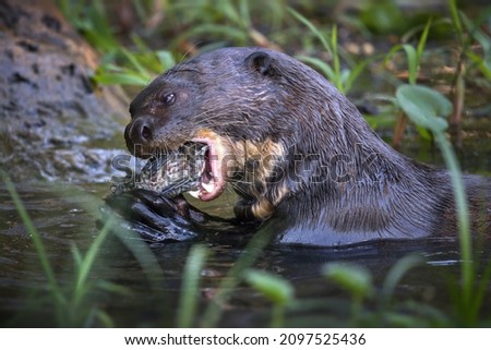 A closeup of a giant otter eating fish in a pond in Pantanal, Brazil
