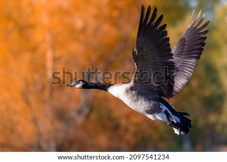 A flying Canadian goose against blurred autumnal trees background Royalty-Free Stock Photo #2097541234