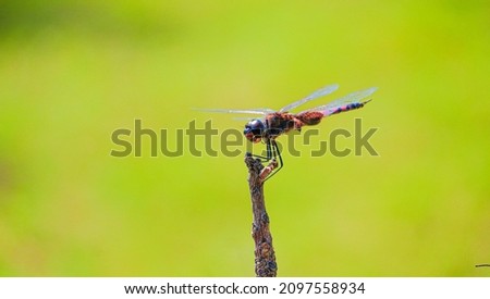 A Dragon fly Sitting on a Stick with a clear and colorful green background. 

A close-up shot of a dragon fly. We can see their wings and haired legs  with high resolution.