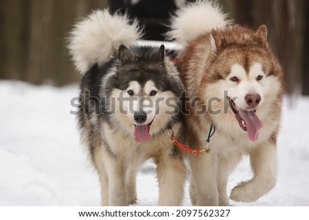 Two shaggy sled dogs, a red and a gray Alaskan malamute, drive a sleigh together in the snow in winter Royalty-Free Stock Photo #2097562327