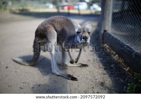 A kangaroo with a curious facial expression walking outdoors at the zoo