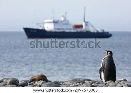 A back view of a penguin on the coast of the ocean in South Georgia with a ship in the backgroun