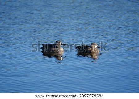 Ducks enjoying the nature habitat