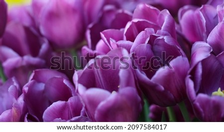 Macro photography of purple tulips for a natural background, large format