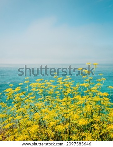 Yellow flowers and view of the Pacific Ocean, in Big Sur, California