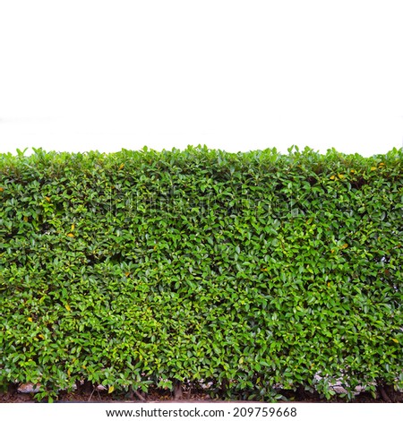 green hedge or Green Leaves Wall on isolated 