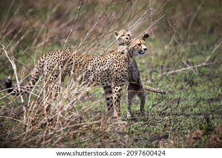 A mother cheetah and a baby cheetah on a field in Tanzania