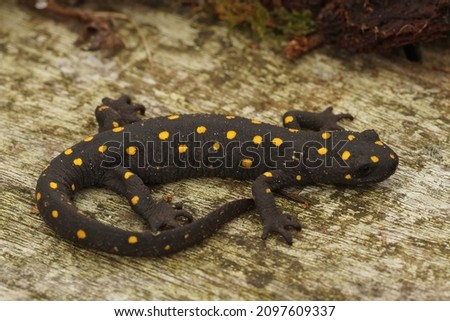 Full body closeup on a beautiful , terrestrial adult Anatolian spotted newt, Neurergus strauchii strauchii sitting  a piece of wood