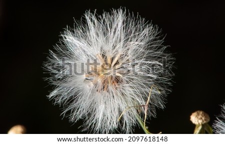 Dandelion, a beautiful dandelion seen through a macro lens, selective focus.