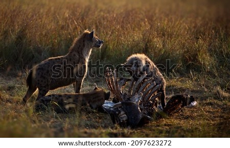 A pair of hyenas feasting on prey on a field in Masai Mara, Kenya