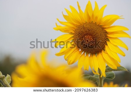 beautiful sunflower with blurred background