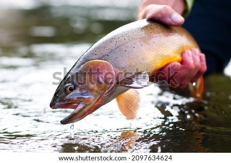 A Yellowstone Cutthroat trout being released after being caught while fly fishing  Royalty-Free Stock Photo #2097634624