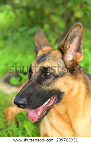 young German shepherd dog portrait (in the park, on a grass)