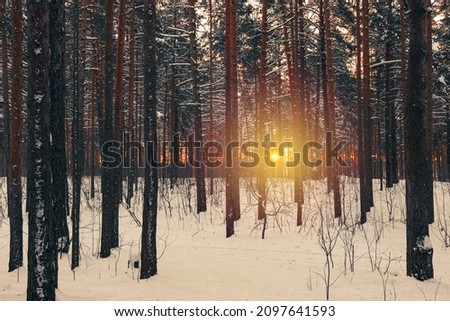 Winter landscape with snow-covered forest at sunset