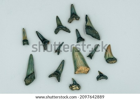 shark teeth fossils on white backround