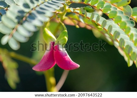Selective focus of pink flowers hanging on the tree, Sesbania grandiflora commonly known as vegetable hummingbird, Small leguminous tree native to Maritime Southeast Asia, Nature floral background.