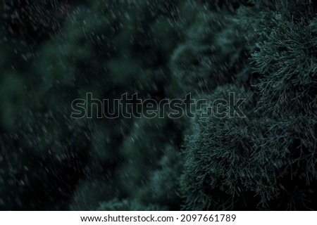 evergreen Christmas tree focus pine leaves covered with snow and falling snowflake texture