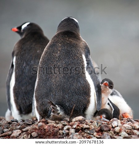 A vertical shot of a family of penguins standing on a rocky shore and blurred ocean on the background