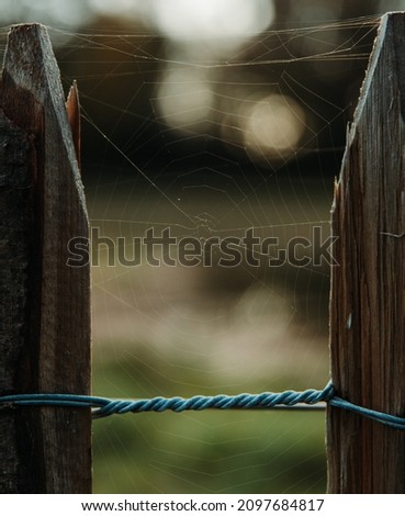 A closeup of a spiderweb on a blurred background