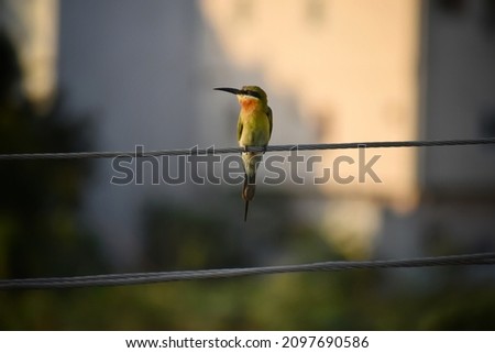 Green Bee Eater (Merops Orientalis) sitting on a wire to catch the flying insects in air, green background, india.Copy space. stock photo