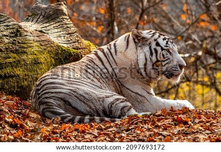 A white tiger photographed in an autumn landscape. Picture taken at a zoo. 
